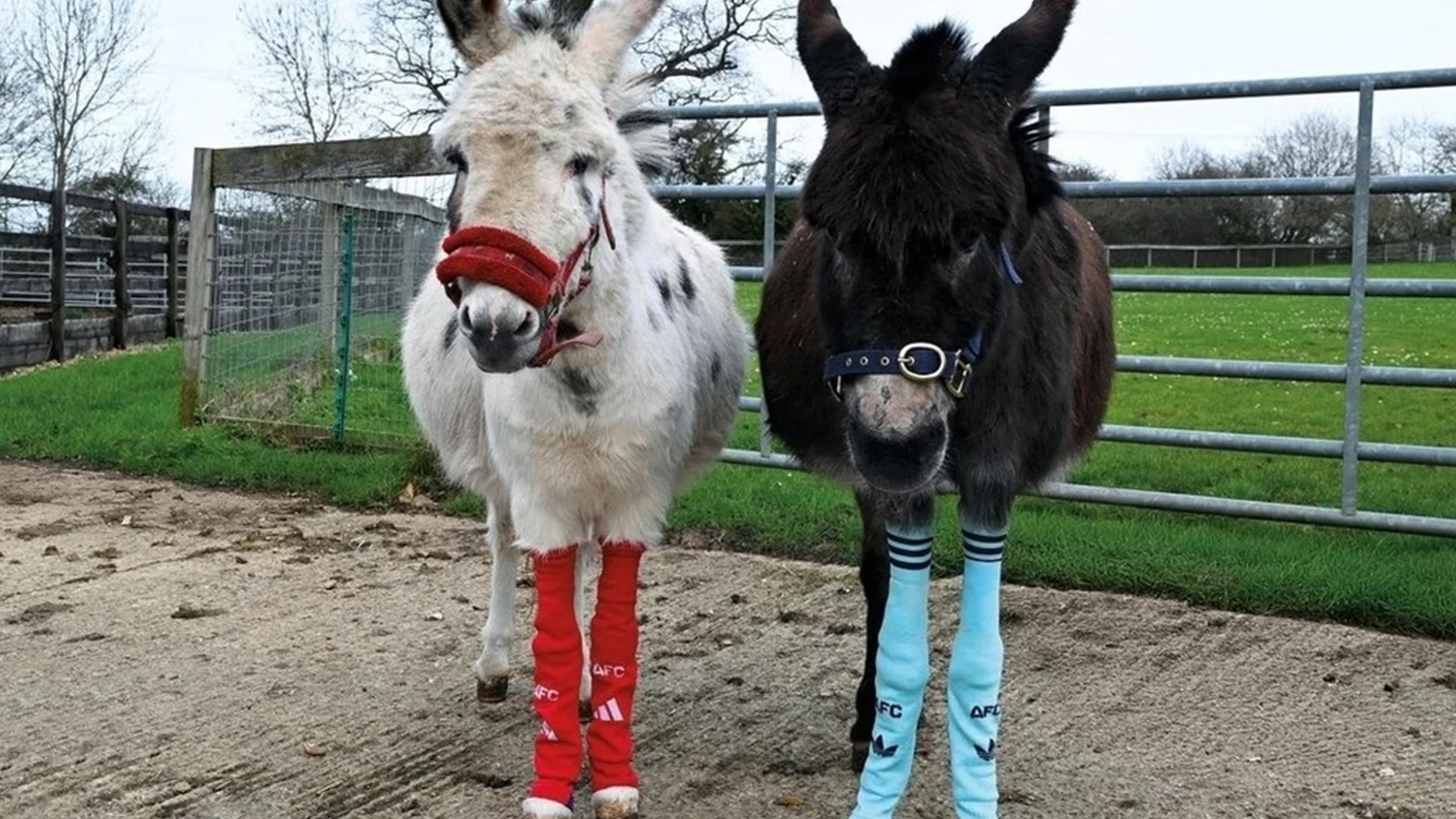 Arsenal recycle les chaussettes de ses joueurs en jouets d'enrichissement pour les chevaux et ânes du sanctuaire britannique Redwings, opération initiée par le responsable durabilité du club Michael Lloyd, juin 2026