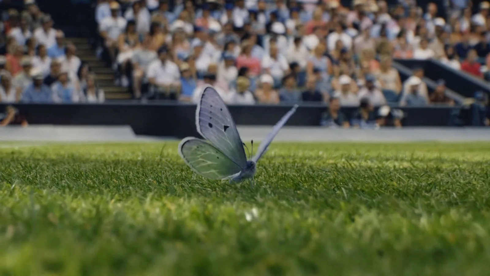 Image clé du film Where Beauty Meets The Battle de Wimbledon 2026 dévoilé le 13 juin 2026 par l'agence VCCP, papillon de couleur orange et noir en plein vol au-dessus du court central tapis vert, raquette d'une joueuse en plein service à droite, contraste entre la fragilité du papillon et la puissance du jeu, palette pastel verte et beige typique de Wimbledon